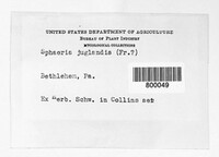 Sphaeria juglandis image